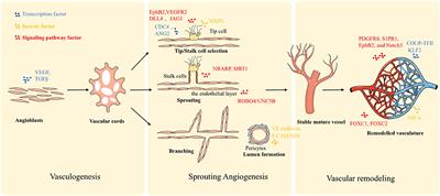 Angiogenesis and vascular growth
